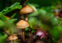 ¿Los hongos alucinógenos pueden curar la depresión? La ciencia dice que sí ¿Los hongos alucinógenos pueden curar la depresión? La ciencia dice que sí