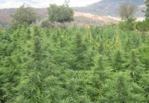 «La regulación del cannabis debe ser ahora»: pacientes, consumidores y empresarios miran con esperanza la legislatura «La regulación del cannabis debe ser ahora»: pacientes, consumidores y empresarios miran con esperanza la legislatura