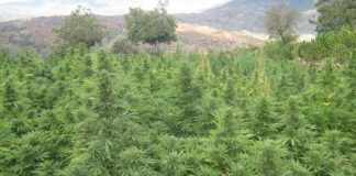 «La regulación del cannabis debe ser ahora»: pacientes, consumidores y empresarios miran con esperanza la legislatura