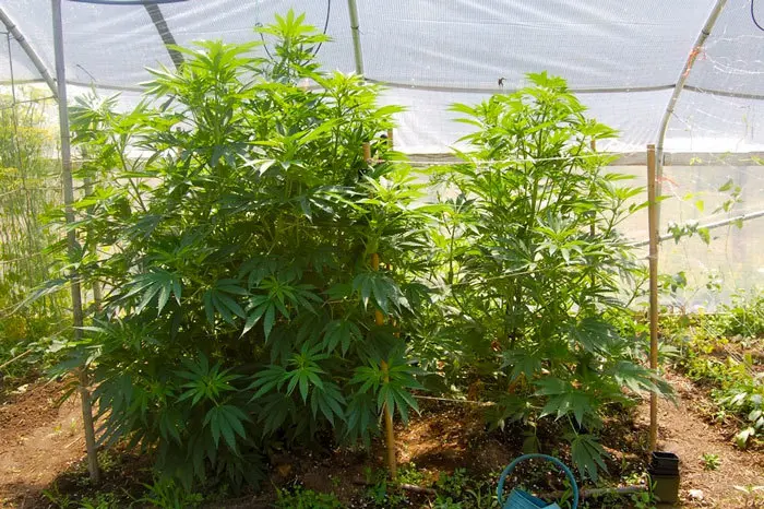 Plantas Grandes por poda