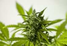 El uso del cannabis antes del sexo genera orgasmos más intensos El uso del cannabis antes del sexo genera orgasmos más intensos