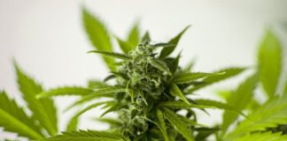 El uso del cannabis antes del sexo genera orgasmos más intensos El uso del cannabis antes del sexo genera orgasmos más intensos