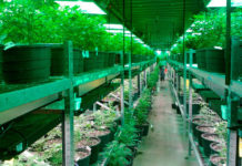 ¿Cuánto contaminan los cultivos de cannabis? Cultivo en Colorado