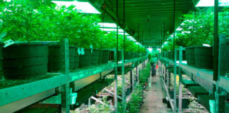 Cultivo en Colorado
