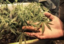 López Obrador rechaza legalizar la marihuana con uso lúdico Sobre legalizar la marihuana con fines lúdicos, el presidente Andrés Manuel López se dijo en contra (Archivo)