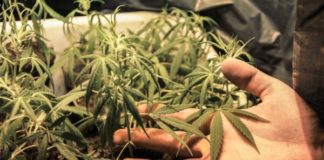 Sobre legalizar la marihuana con fines lúdicos, el presidente Andrés Manuel López se dijo en contra (Archivo)