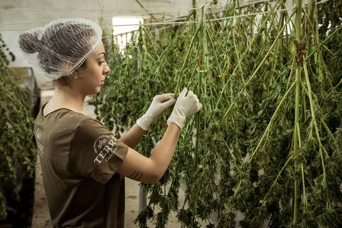 Recoleccion de Cannabis