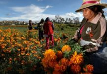 El Consejo Nacional Agropecuario está a favor del cultivo de marihuana en México Imagen de archivo (2010) de varias campesinas mexicanas que cosechan la flor de cempazúchitl.