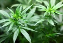 Descubren el potencial antibiótico oculto del cannabis Planta de Cannabis.