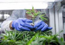 Avanza regulaci&oacute;n de cannabis en M&eacute;xico; avalan dictamen