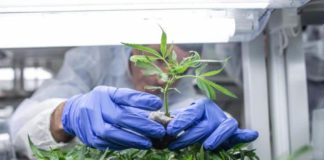 Avanza regulación de cannabis en México; avalan dictamen