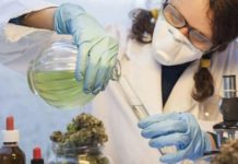 La formación de médicos y Farmacia en cannabis, continuada y bajo la Aemps ¿Cuáles son los medicamentos que puede recetar un médico?