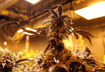 El plan de Macedonia del Norte para convertirse en la gran potencia europea de la marihuana El plan de Macedonia del Norte para convertirse en la gran potencia europea de la marihuana