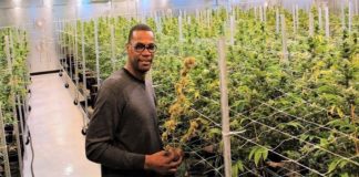 Cliff Robinson, en una plantación de cannabis