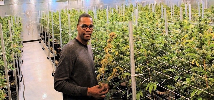 Cliff Robinson, en una plantación de cannabis