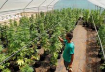El INTA cultivará cannabis en la Patagonia para uso público El INTA cultivará cannabis en la Patagonia para uso público