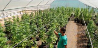 El INTA cultivará cannabis en la Patagonia para uso público