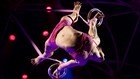 Coronavirus: el Cirque du Soleil podría declararse en bancarrota y crea una plataforma virtual interactiva para que se vean sus shows por internet