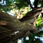 Banisteriopsis caapi