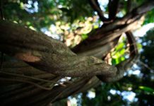 Introducción a los usos y composición de la Ayahuasca Banisteriopsis caapi