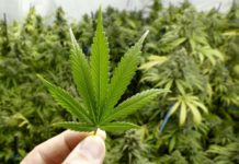 El cannabis, “esencial” en tiempos de pandemia en EEUU El cannabis, “esencial” en tiempos de pandemia en EEUU