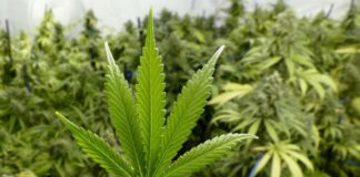 El cannabis, “esencial” en tiempos de pandemia en EEUU