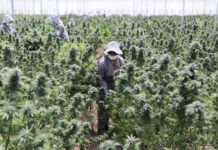 Eldorado del cannabis medicinal Eldorado del cannabis medicinal