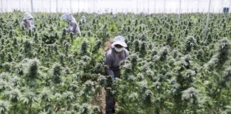Eldorado del cannabis medicinal
