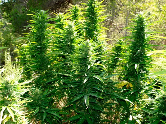 Skunk exterior