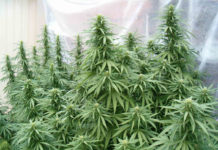 Skunk invernadero