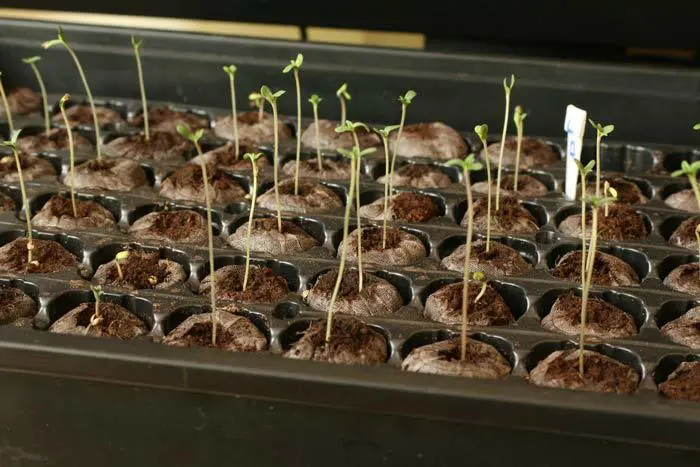 La elaboraci&oacute;n de un semillero como el que se observa en la foto no es una pr&aacute;ctica com&uacute;n en la cannabicultura espa&ntilde;ola. En general, los cultivadores tienden a realizar siembras directas en macetas grandes y con sustratos poco adecuados, lo que puede generar enormes bajas.