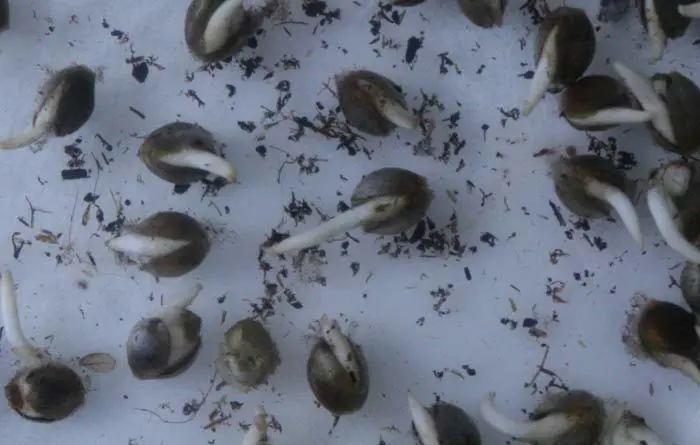 Las semillas germinadas en condiciones &ldquo;aer&oacute;bicas forzadas&rdquo; son m&aacute;s vigorosas que las germinadas en suelo o maceta directa. 