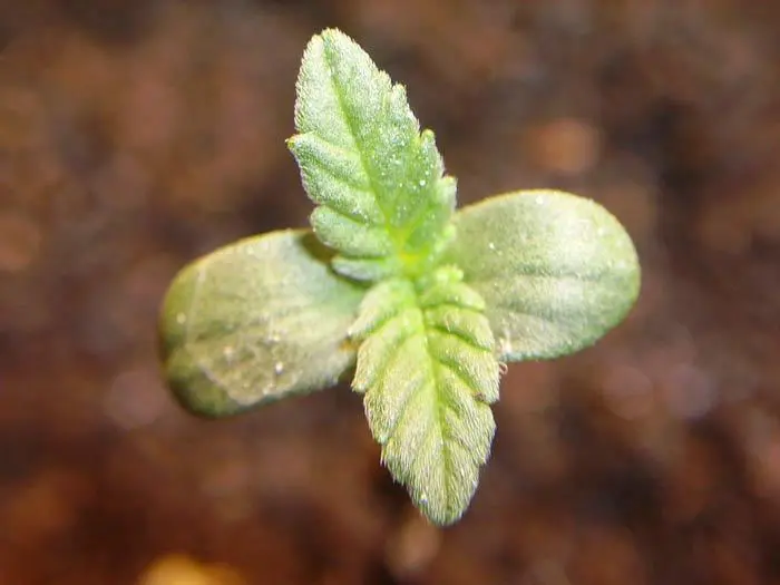 Una pl&aacute;ntula sana de cannabis con tan s&oacute;lo unos d&iacute;as de vida.
