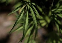 Pacientes de cannabis medicinal piden la reapertura de los clubes de usuarios para no recurrir a traficantes Pacientes de cannabis medicinal piden la reapertura de los clubes de usuarios para no recurrir a traficantes