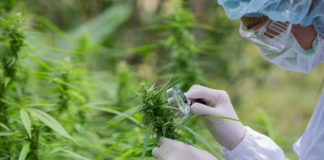 Cataluña impulsa el cannabis legal: de 6 a 300 hectáreas de cultivo en cinco años
