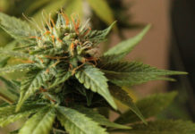 Cannabis: 8 de cada 10 argentinos lo ven como elemento de bienestar para la salud Cannabis: 8 de cada 10 argentinos lo ven como elemento de bienestar para la salud