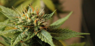 Cannabis: 8 de cada 10 argentinos lo ven como elemento de bienestar para la salud