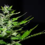 Los tipos de semillas m&aacute;s demandados de I Wanna Grow Shop
