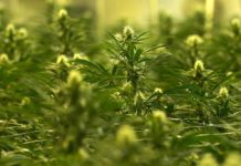 El cannabis en España: una sustancia ilegal que genera millones de euros El cannabis en España: una sustancia ilegal que genera millones de euros