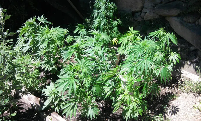 Hermosa huerta de XXX