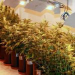 Cultivo sin sustrato – El Burbujeador II Cultivo sin sustrato – El Burbujeador II