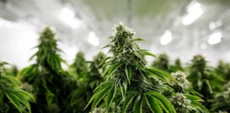 En California la industria del cannabis está considerada dentro de las empresas ‘esenciales’. (Cortesía)