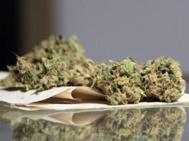 Cannabis: Efectos sobre la salud y la sociedad