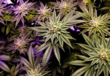 La pandemia de coronavirus afecta también a la producción y el tráfico de drogas La pandemia de coronavirus afecta también a la producción y el tráfico de drogas