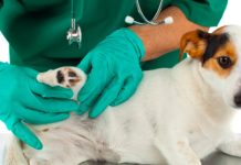 Un derivado del cannabis reduce el dolor de los perros con artritis El cannabidiol mejora la calidad de vida de los perros con artritis.