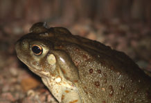 Historia de la medicina del sapo bufo alvarius Historia de la medicina del sapo bufo alvarius