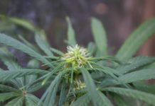 Argentina avanza en una ley que autoriza el autocultivo de cannabis Argentina avanza en una ley que autoriza el autocultivo de cannabis