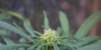 Argentina avanza en una ley que autoriza el autocultivo de cannabis
