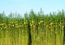 México: Regular uso del cannabis para aprovechar el cáñamo industrial México: Regular uso del cannabis para aprovechar el cáñamo industrial