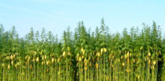 México: Regular uso del cannabis para aprovechar el cáñamo industrial
